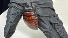 “쉭쉭 소리까지 낸다”…호주서 대형 바퀴벌레 10만 마리 사육시설 적발