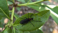 “불쾌감 이번 주 절정”…수도권 뒤덮은 여름 불청객 ‘러브버그’