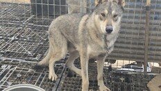 “늑대가 지나갔다” 서산 탈출 늑대개, 당진서 목격 신고…3마리 수색 중