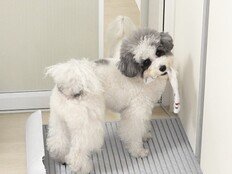 피해자만 30명…귀여움에 속지 말자, 역대급 입질견 등장 (개훌륭)