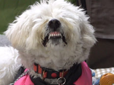 순식간에 돌변→보호자 응급실 行…역대급 입질 犬 (개훌륭)