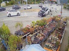 역주행 돌진에 초토화…농원 피해액 1억2천 심각 (한블리)