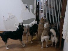구더기 사료·썩은 물서 ‘구조’…역대급 늑대 하우스 (개늑시2)