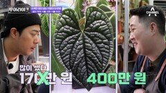 [선공개] 나무 이파리 한 장에 400만 원? 식물에 올인한 식물 푸어가 떴다!
