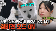 보호자가 외출하면 짖는 걸로 시간을 보내는 늑대 3호! 결국 민원까지 들어왔다?!