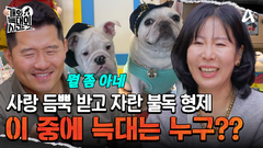 잔뜩 사랑받고 자란 잉글리시 불독 형제 등장! 이 중 늑대는 누구?