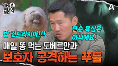 음식을 두고 주인과 대치하는 푸들, 매일 같이 변을 먹는 도베르만