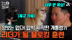 욕심 가득한 늑대들 사이에서 \