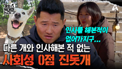 낯선 개랑 인사해본 적이 없다?! 사회성이 떨어지는 토종 진돗개?