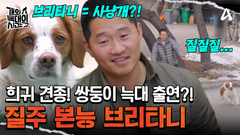 희귀 견종 브리타니 스패니얼이 떴다?! 쌍둥이 늑대의 등장! 도착하자마자 뛴다?!