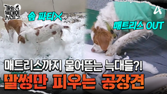 비싼 매트리스까지 물어뜯었다?! 역대급 난이도 \