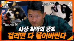 [선공개] 공격성 폭발!? 날카로운 이빨이 부른 사상 최악의 공포, 걸리면 다 물어버린다!