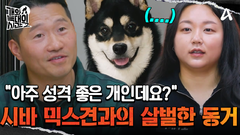 ＂아주 성격 좋은 개인데요?＂ 낯선 사람에게도 저항감이 전혀 없는 시바 믹스견 \
