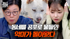 [예고] 악마가 돌아왔다!? 이웃의 닭은 물론 사람까지 물어버리는 맹렬한 늑대개 등장;;