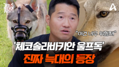 [예고] ＂이건 민폐지 않아요?＂ 야생 그 자체! 진짜 늑대 \