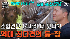 반려견에 말까지 있는데 소형견 14마리 더?! 개늑시 역대 최다견의 등장