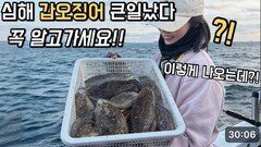 어제 터진 심해 갑오징어 낚시, 솔직히 작년과 너무 달라 충격 받았습니다