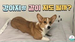 강아지랑 침대에서 같이 자도 된다 vs 안된다