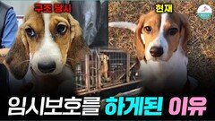 부산개 개농장에서 구조한ㅣ 4개월 비글 노을이ㅣ임시보호 하게 된 이유 ㅣ유기견 입양 홍보