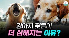 내 강아지의 짖음이 점점 더 심해지고 있다는 초기증상