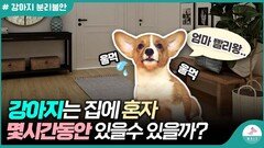 집안에 혼자 남겨진 강아지가 버틸 수 있는 시간