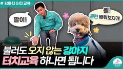 강아지 콜 훈련 쉽게 하는 방법ㅣ손바닥 터치