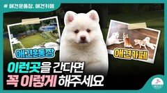 애견운동장, 애견카페 데리고 간다면 어떻게 해야할까?