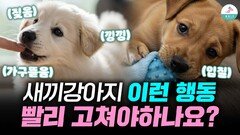 새끼강아지 당연한 행동인데…왜 다들 문제라고 할까요?