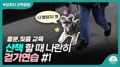 강아지가 산책할 때 흥분 하거나 짖는다면…이렇게 해주세요