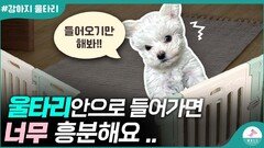 울타리 안에 사람이 들어갔을때 흥분하는 강아지 이렇게 해주세요