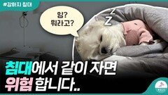 강아지와 침대에서 같이 자면 안 좋은 3가지 이유