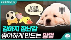 장난감에 관심이 없는 강아지 어떻게 해야하나요?
