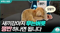 새끼강아지 무는버릇 고치기ㅣ밀쳤는데도 되지 않는다면 이 영상을 보세요