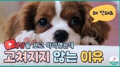 하라는 데로 했는데 왜 우리 강아지는 안될까요ㅜㅜ