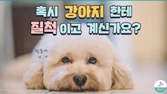 강아지한테 질척 거리면 안좋은 이유