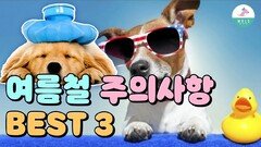 강아지 여름 산책은 이것만 주의 하세요.