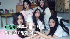 다섯 고양이들 아일릿의 ‘빌려온 고양이’ 직관