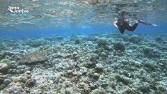 세계 3대 다이빙의 성지 중 한 곳, 마나도의 부나켄 해양국립공원 | KBS 260304 방송