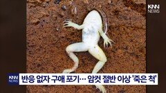 수컷 달려들자 뒤로 ′벌러덩′ 죽은 척하는 이유는? / KNN