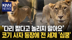 다리가 짧아 ′코기′라 불린 사자 무리에선 왕따지만 ′SNS 인싸′/ KNN