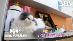 [4월 26일 예고] 커피 VS 나리, 두 야옹이의 치열한 구역 결투!