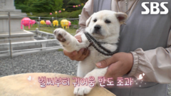 용암사 꼬물이, 입양 홍보 위한 ‘강아지 북 챌린지’ 촬영