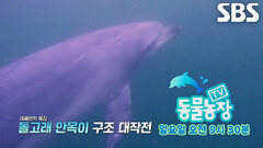 [8월 16일 예고] 안목항 스타 돌고래 ‘안목이’ 구조 대작전