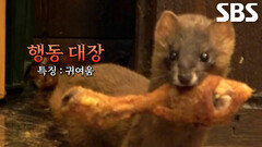 치킨집 뒤집어 놓은 2인 1조 ‘괴도 족제비’의 치킨 털이 현장!
