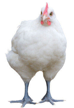 브레스 토종닭. [Gettyimage]