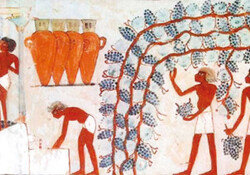 파피루스에 와인 제조법 남긴 고대 이집트