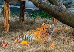 [영상] 서울대공원 새끼 호랑이 ‘설호’ 첫 데뷔