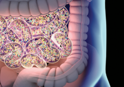 사람 몸에 사는 균의 총량은 2㎏으로 거의 일정