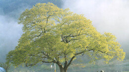 “섬진강이 내 선생”시인 김용택