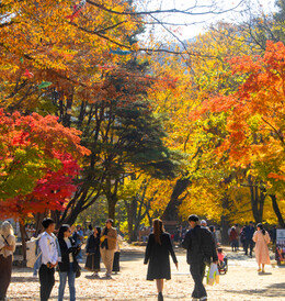 [영상] 만추의 계절, 단풍의 향연